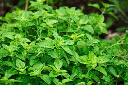 fresh oregano plant