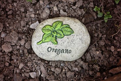 how to grow oregano