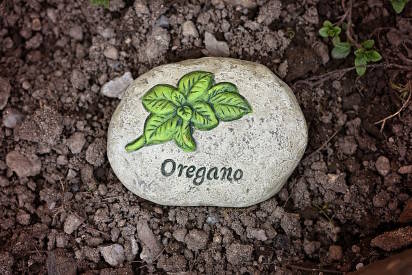 oregano on a rock