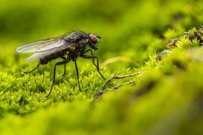 fly on moss
