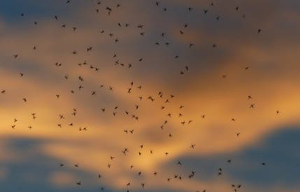 mosquitoes in sky