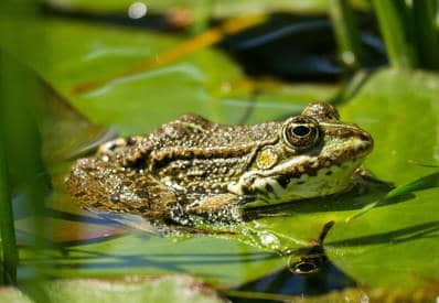 tree frog 