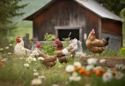 can chickens eat mushrooms featured