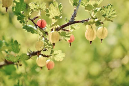 gooseberry plant