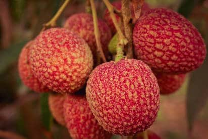 lychee plant