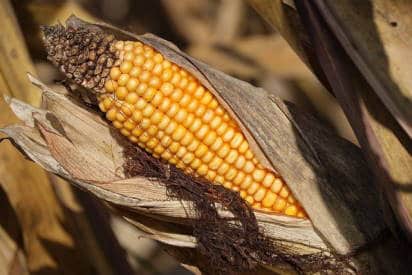 corn growing