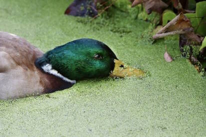 duck in duckweed