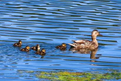 ducks swimming near algae