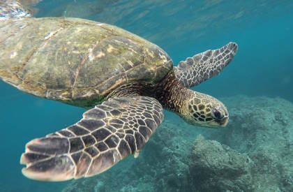 turtle swimming