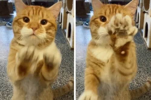 ginger cat waving