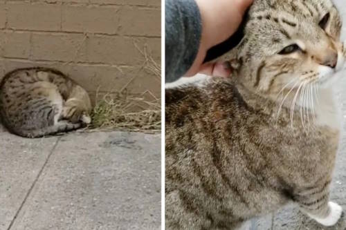 rescued brooklyn cat
