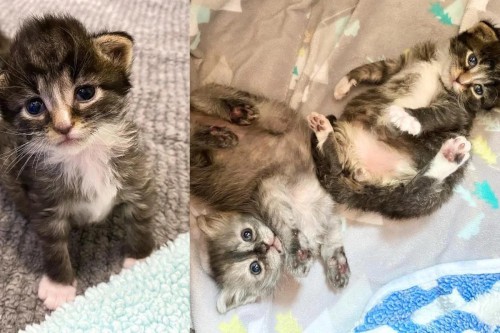 rescued kittens find each other