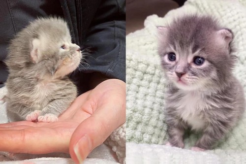 tiny kittens transformation