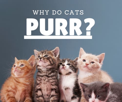 why do cats purr featured